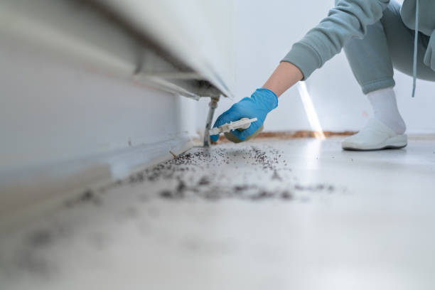 Best Ant Control Services  in Montesano, WA